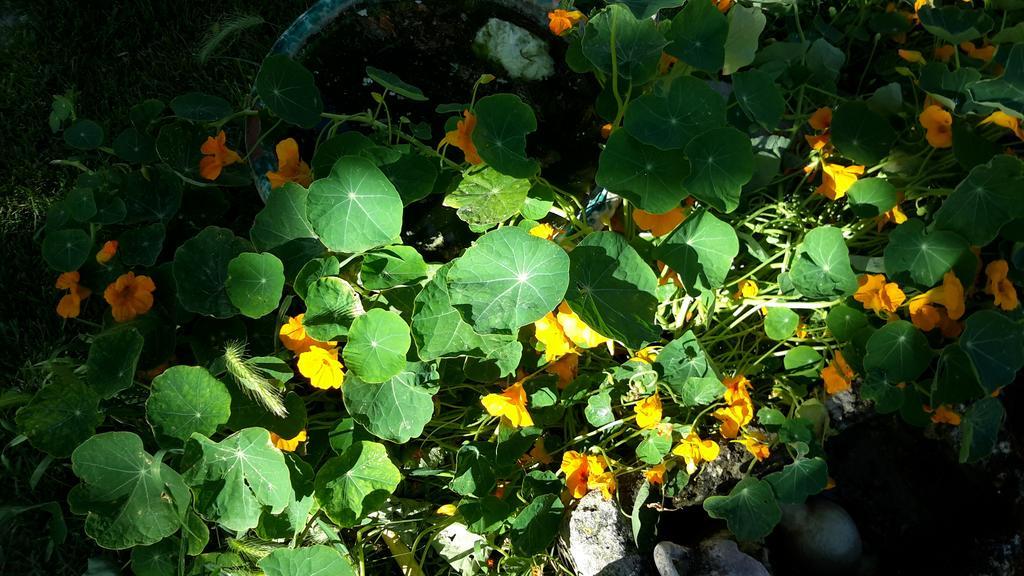 Casa Di Campagna Dal Pozzo Sorso Zimmer foto
